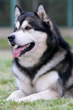 Instructions on how to raise Alaskan dogs 4 21f0e09cd94ee45eb41ffb97ad4d5cc5