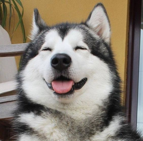 Instructions on how to raise Alaskan dogs 1 f283811f0382b8fc842712e05e28205b