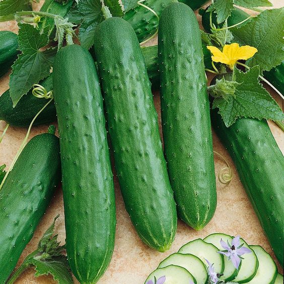 Simple and effective instructions for growing cucumbers at home 6 093b35823f9618b2667963157bb0f779