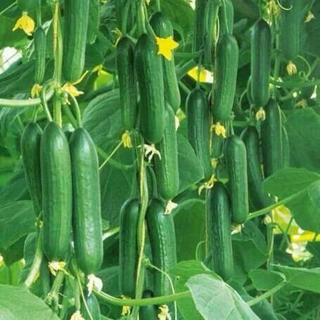 Simple and effective instructions for growing cucumbers at home 3 1fe4bd01c015d84b7a63106f4cdd1ce7