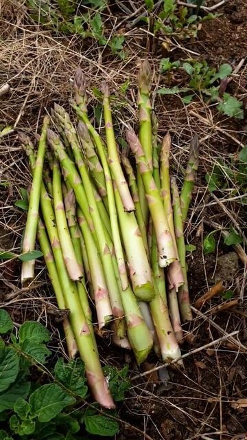 How to grow asparagus for beginners effectively and efficiently 4 e258078fa2cf6ef77fb0106443690741