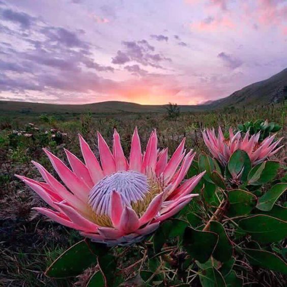 Protea Flower – Meaning and Symbolism 1 0cc215150a79ce2e3dec69fbdfd51c22