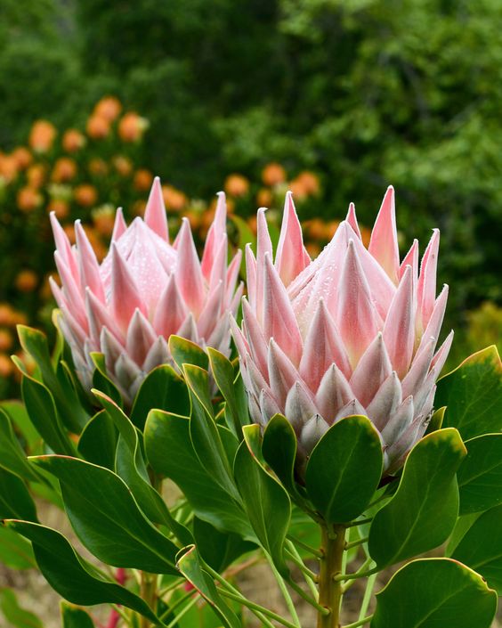 Protea Flower – Meaning and Symbolism 3 9663d2b33da8cacb8f6b22b3ba11b342
