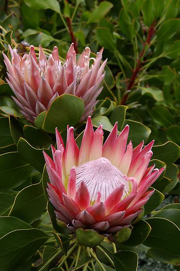 Protea Flower – Meaning and Symbolism 5 e7196616ab3feeff6e09dbeece978635