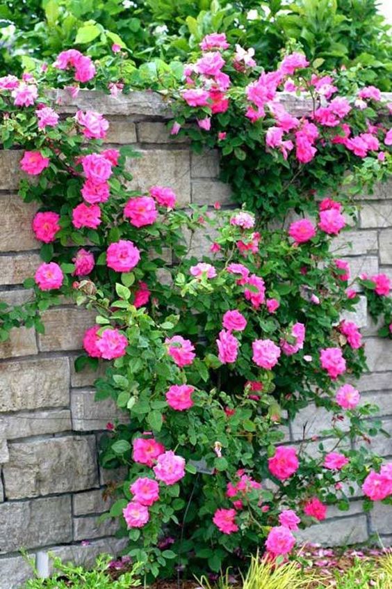 Tips for caring for climbing roses for beginners 1 0b787052a830644351315454905c5f52