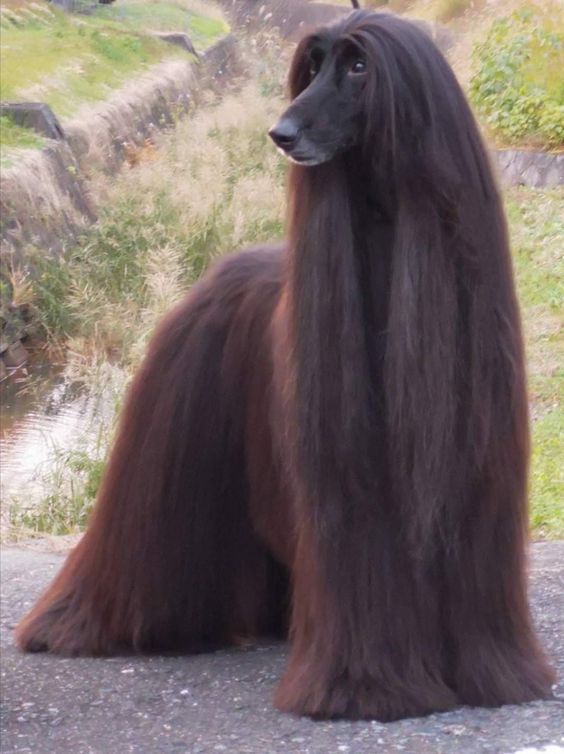 Afghan Dog: Origin, characteristics, care 1 0d3e020cce10ada27766b76067d3ad96