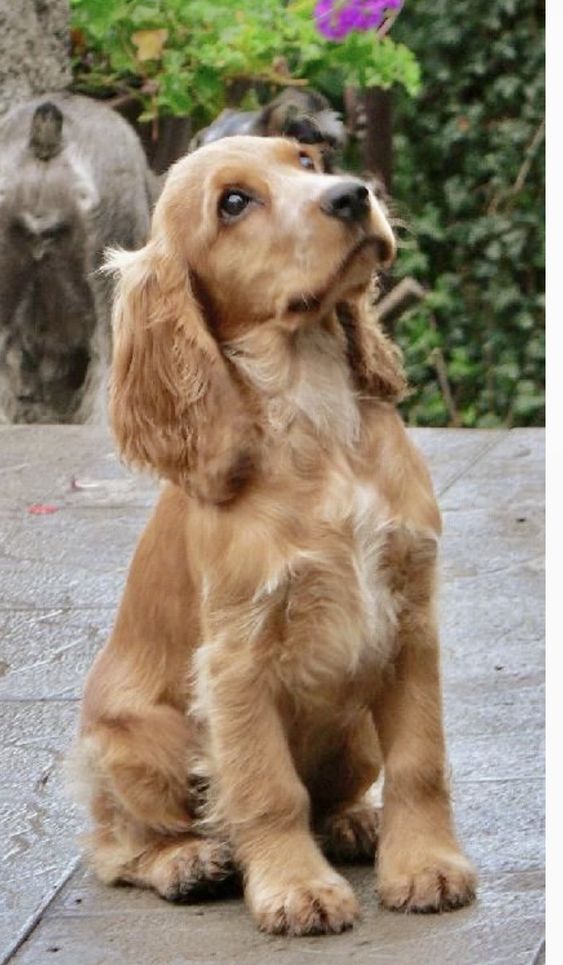 Cocker Spaniel long-eared dog and mistakes to avoid when raising 6 1989bdfbb8ec08ec164ba9318ded481a