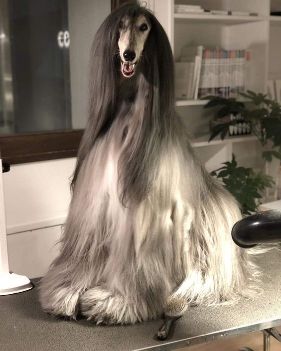 Afghan Dog: Origin, characteristics, care 2 1be07973ad343983e4c9e65fa8e9f983