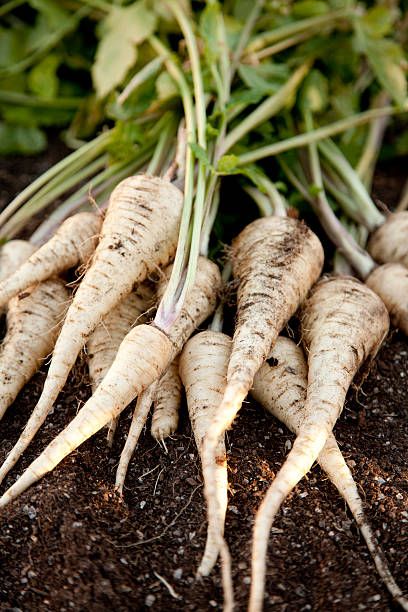 IMPLE INSTRUCTIONS ON HOW TO GROW RADISH 2 41ed3f2fe7f520ab4f8c44c77a5110fc