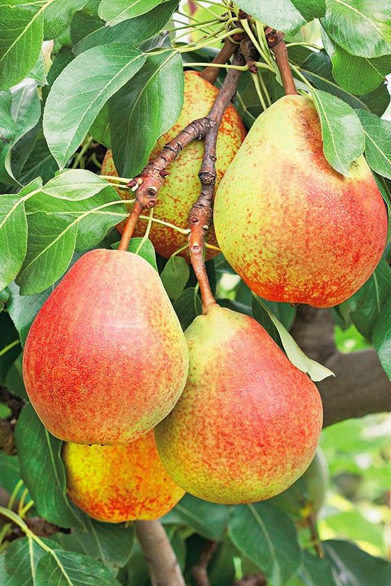 PEAR - A PRECIOUS NUTRITIONAL GIFT FROM NATURE 2 443dc38a68e605c0c7b267d8946569a1