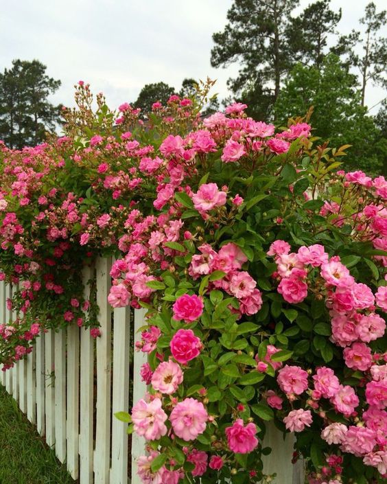 Tips for caring for climbing roses for beginners 6 4643a80e9735c2ec364177f808ad2ff0