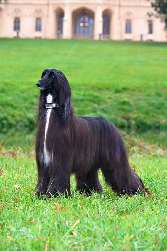 Afghan Dog: Origin, characteristics, care 3 4bbae45640dd5750d09ae034a014835d