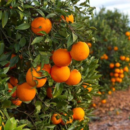 Orange: Nutritional composition and health benefits 3 53a016ab0bc22bf96bd74c40964ce424