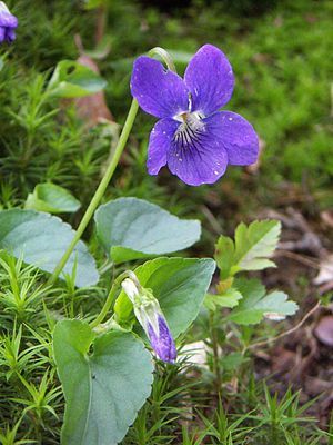 Meaningful origin and beautiful violet flower arrangements. 3 56d58a72cd76cdb5901daae99f9b929e