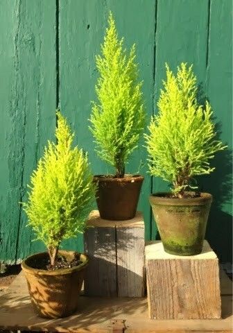 LEARN HOW TO CARE FOR POTTED CEDAR TREES 6 615b807bf98df7975d7651d98929d133