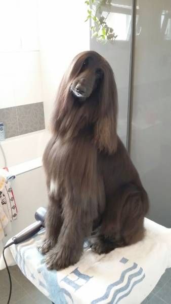 Afghan Dog: Origin, characteristics, care 5 643b6525d7370786b9c89c5d60de9960