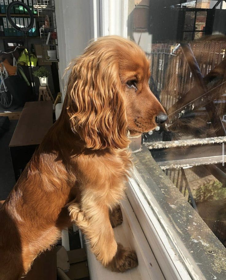 Cocker Spaniel long-eared dog and mistakes to avoid when raising 3 67e5c319e979c503500120b40727bc23