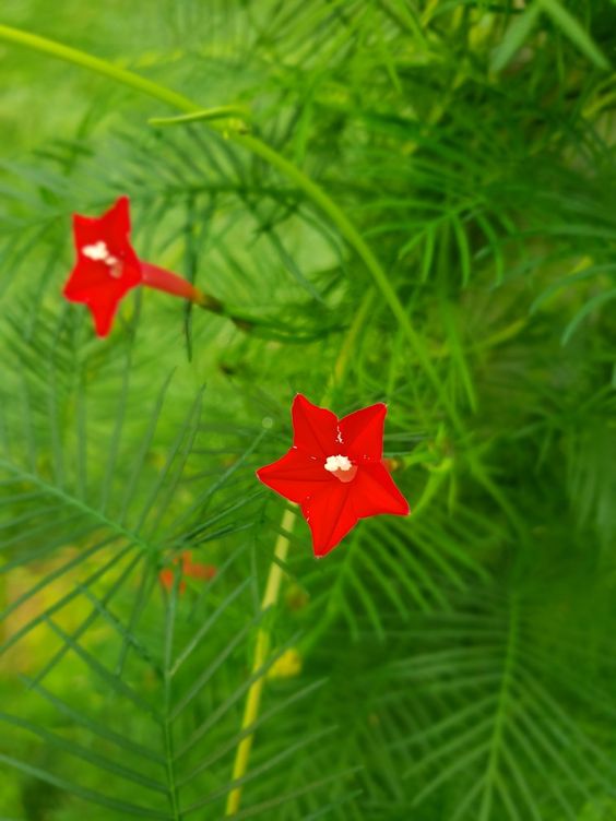 How to Grow Cypress Vine 6 9774f1762be5ab2bcd594274dc29992e
