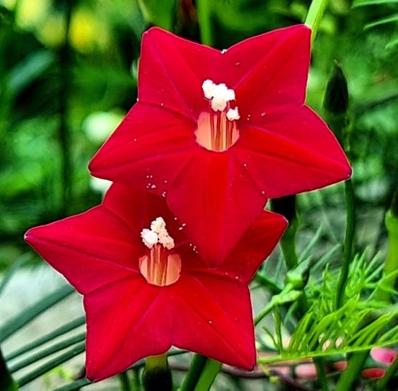 How to Grow Cypress Vine 3 c30226625a346de33df425d30e325388
