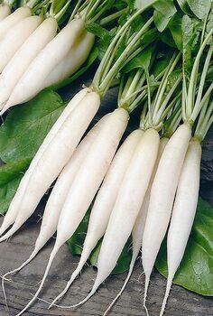 IMPLE INSTRUCTIONS ON HOW TO GROW RADISH 6 c72da5e0406c623a834e2eeae1b3d1f4