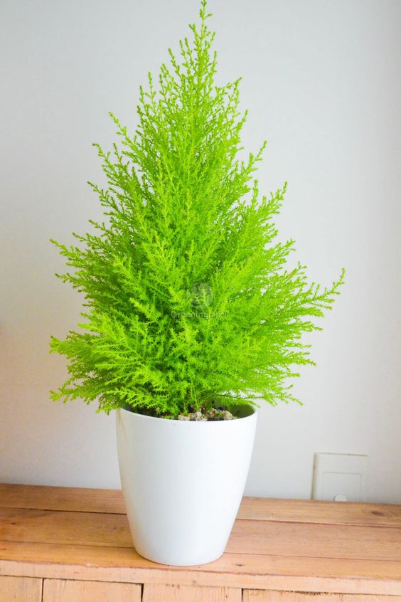 LEARN HOW TO CARE FOR POTTED CEDAR TREES 3 e3ee39d3ff3afc8123018d4d2b267cdc
