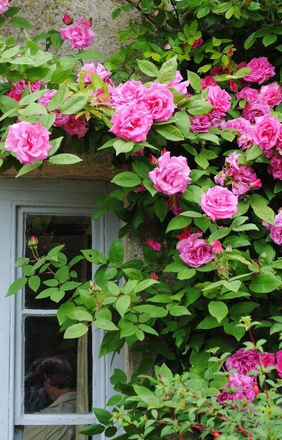 Tips for caring for climbing roses for beginners 4 ee7bfe6642d92857be737104f83e99f1
