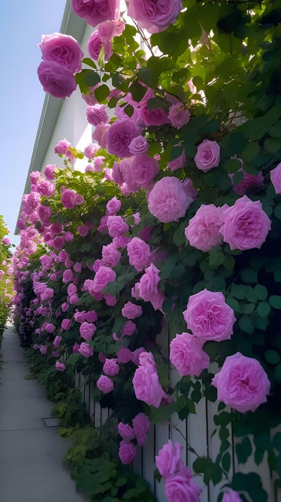 Tips for caring for climbing roses for beginners 3 f2f0549a8fcf4ef773b4e7a6f5cd77c7