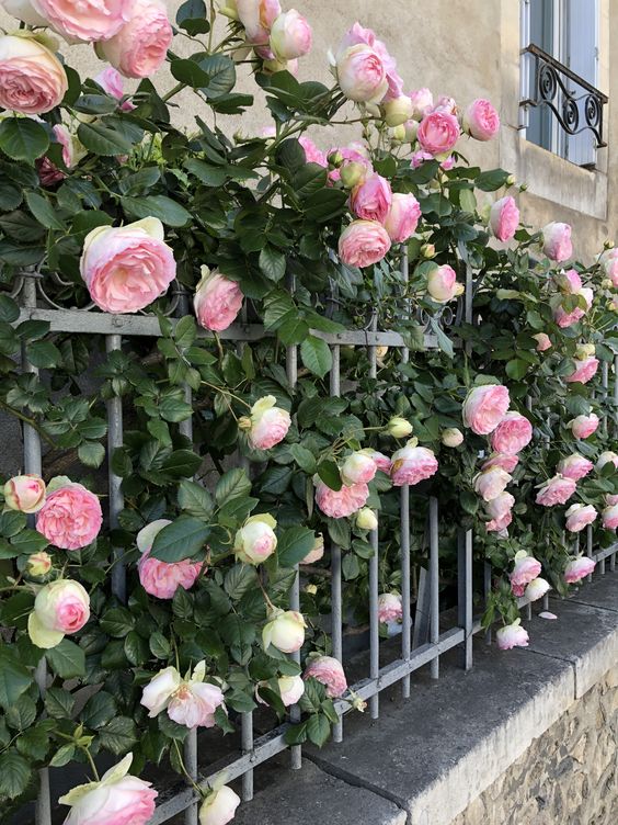 Tips for caring for climbing roses for beginners 2 f3d7fa2a323029dfbe2092fb863468ea
