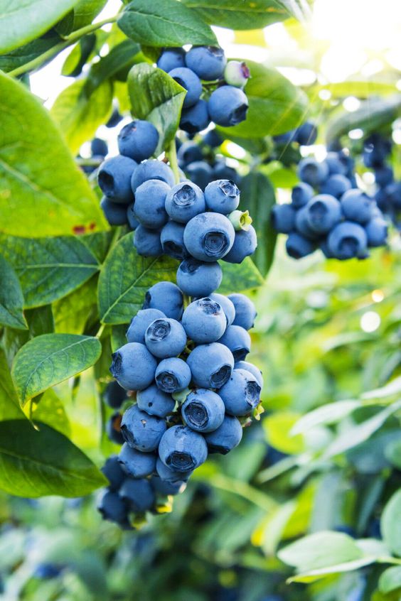 fdf634be1c35fdce94a86bd45aeabb72